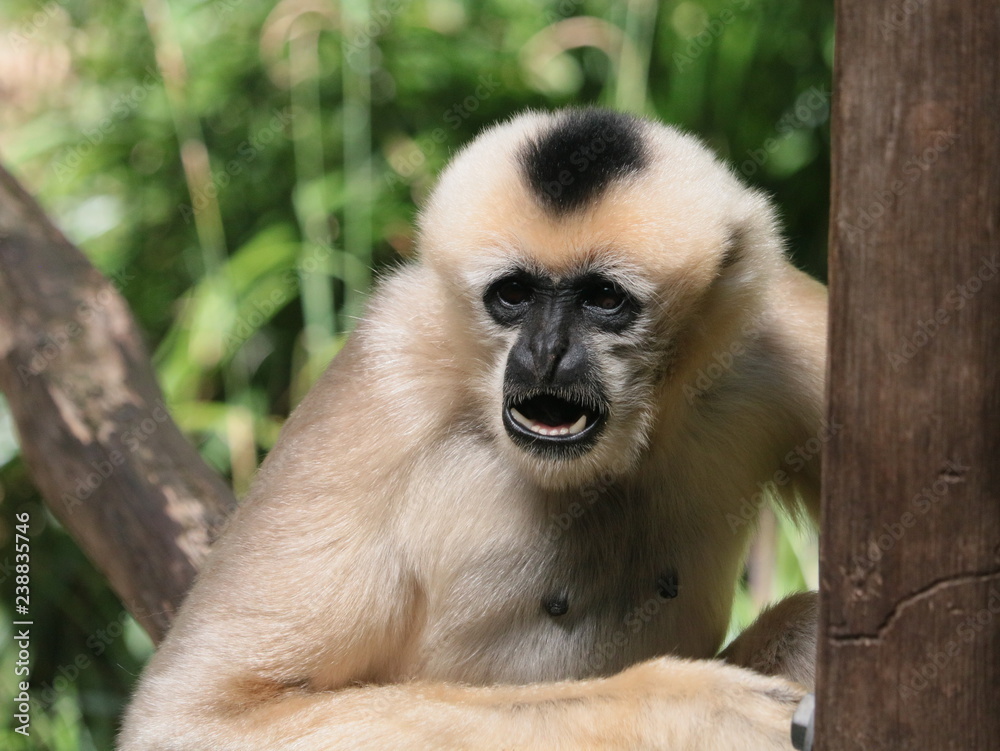 Obraz premium Lar Gibbon Eating