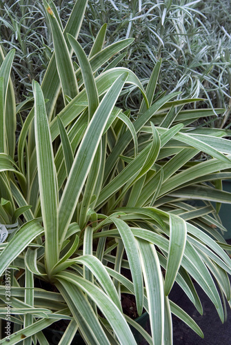 Foto Agapanthus Tinkerbell