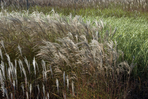 Miscanthus Sinensis Adagio