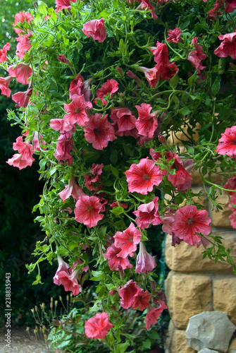 Petunia Type Vulcano photo