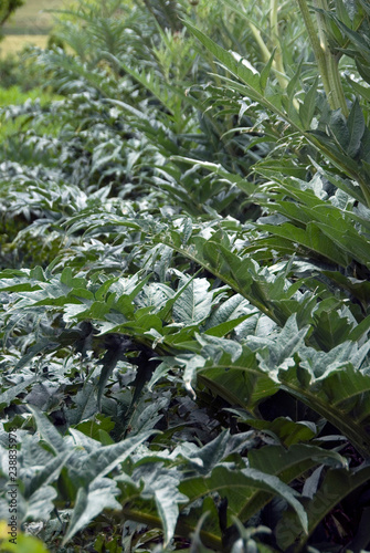 Cynara Cardunculus - Cardon photo