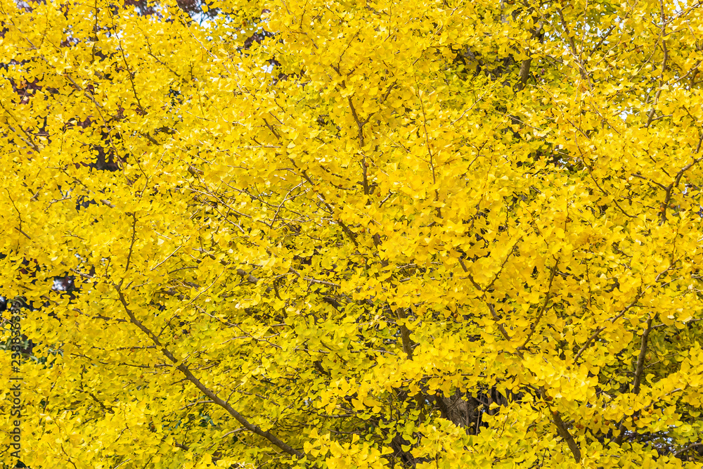 Yellow ginkgo leaf tree Yellow ginkgo leaf tree