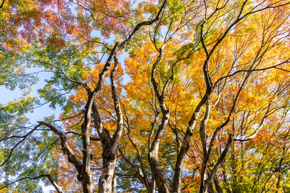 Beautiful maple leaf tree in autumn season Beautiful maple leaf tree in autumn season