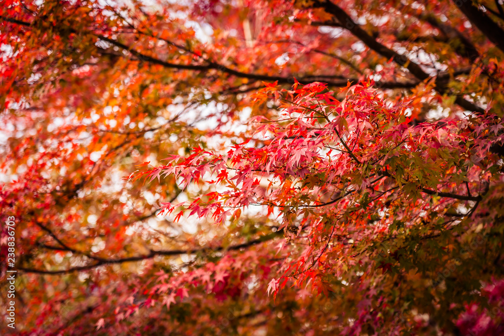 Beautiful maple leaf tree in autumn season Beautiful maple leaf tree in autumn season