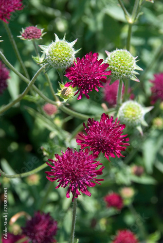 Knautia Macedonica photo