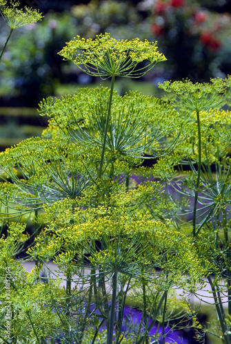 Anethum Graveolens Tetra Goldkrone - Aneth Tetra Goldkrone photo