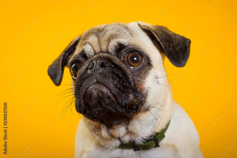 dog pug on a yellow background. little dog. dog's head. dog muzzle