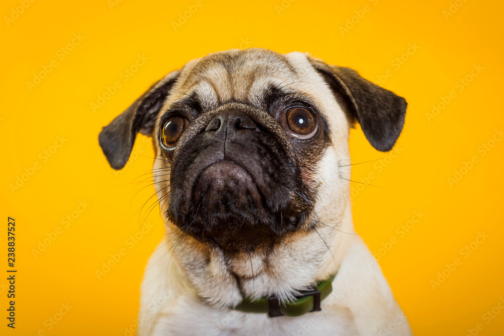 dog pug on a yellow background. little dog. dog's head. dog muzzle