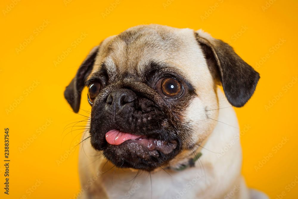 dog pug on a yellow background. little dog. dog's head. dog muzzle with pink tongue