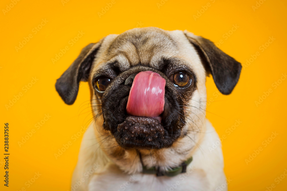 dog pug on a yellow background. little dog. dog's head. dog muzzle with pink tongue