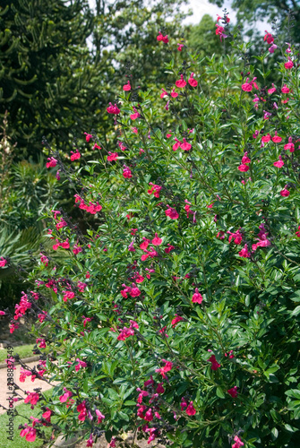 Salvia Greggii
