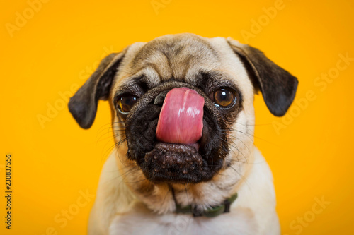 Tela dog pug on a yellow background