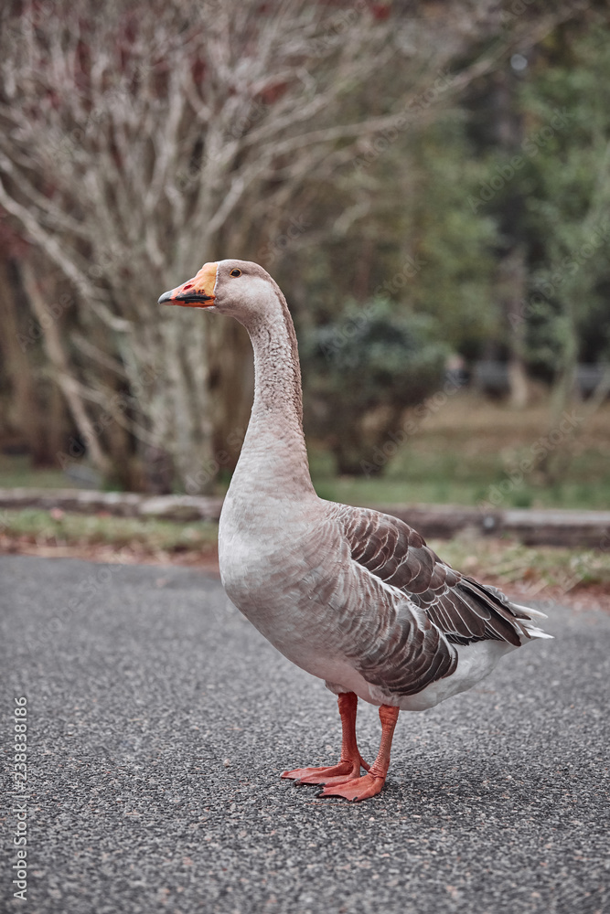 Wild geese and ducks coexist with people walking Wild geese and ducks coexist with people walking