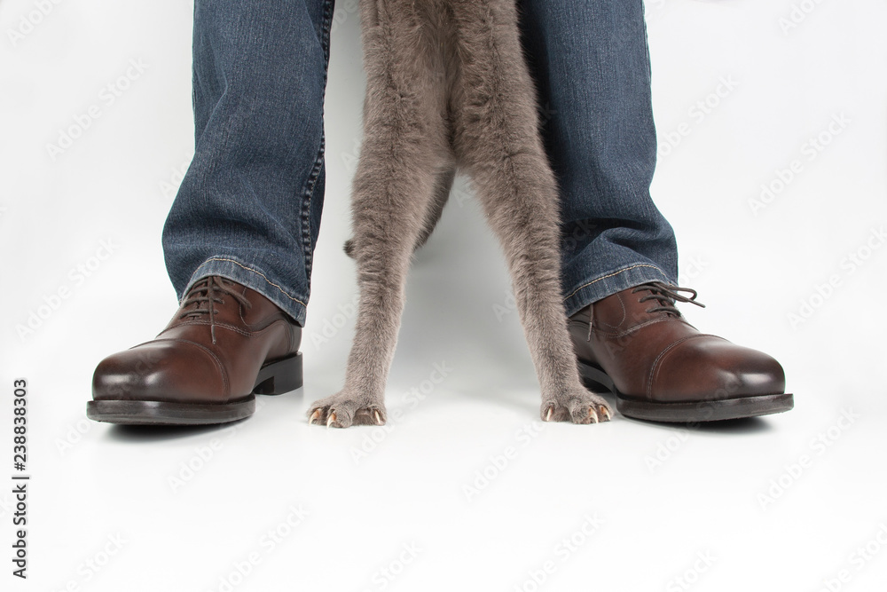 Paws of a gray cat next to his legs in classic shoes on a white background