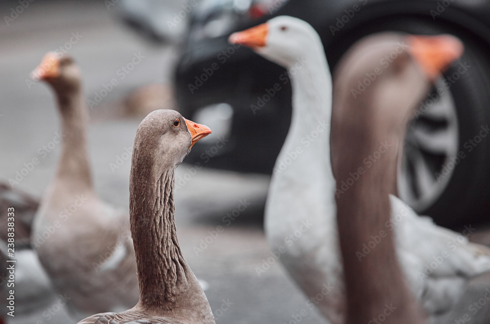 Wild geese and ducks coexist with people walking swimming Wild geese and ducks coexist with people walking swimming
