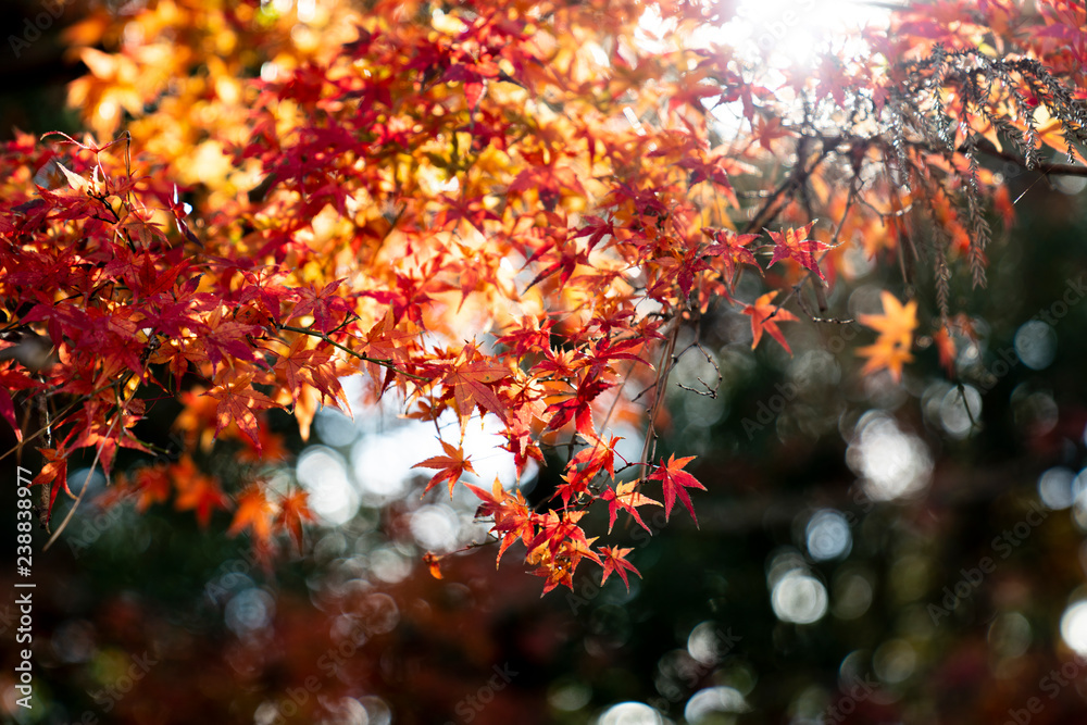 Maple leaf Maple leaf