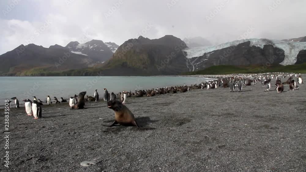 Southern fur seal and king penguin colony Southern fur seal and king penguin colony
