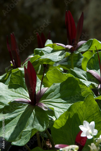 Trillium Kurabayashii photo