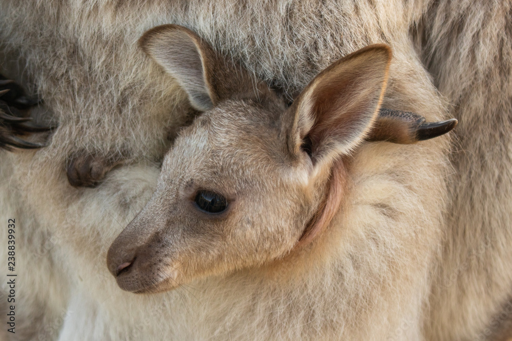 Fototapeta premium Joey in pouch