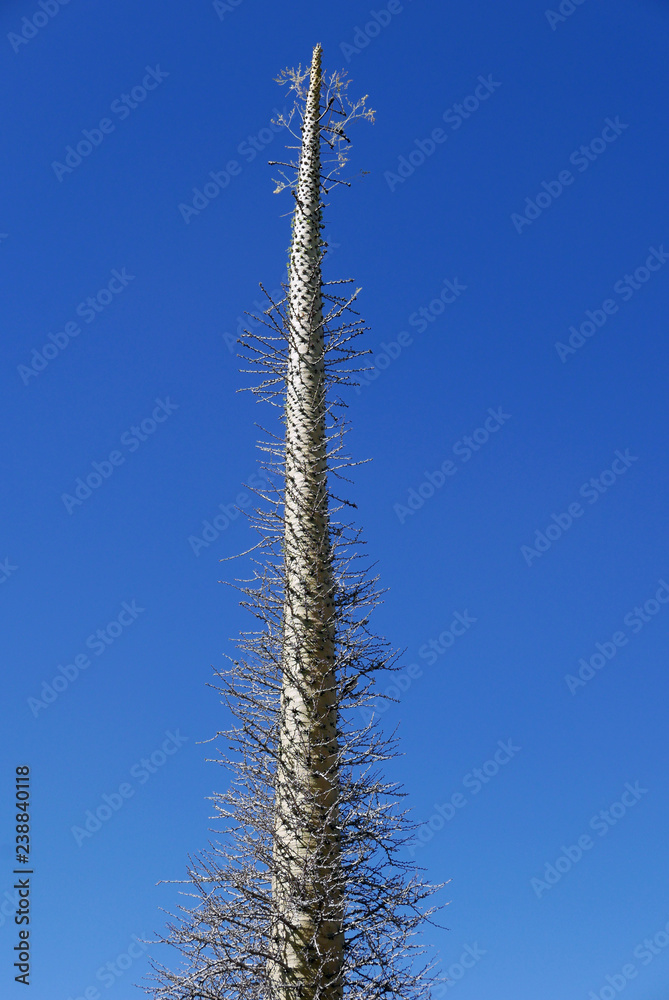 Boojum (fouquieria columnaris) in Arizona Boojum (fouquieria columnaris) in Arizona