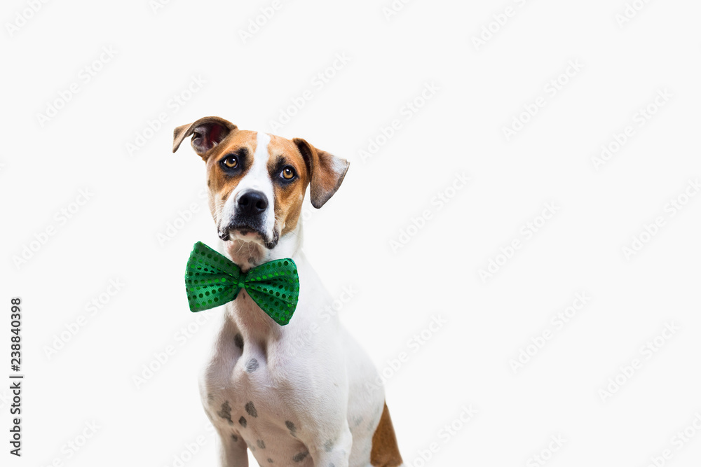 Dog wearing green bow tie Dog wearing green bow tie