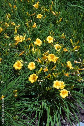 Hemerocallis Stella De Oro - Hemerocalle