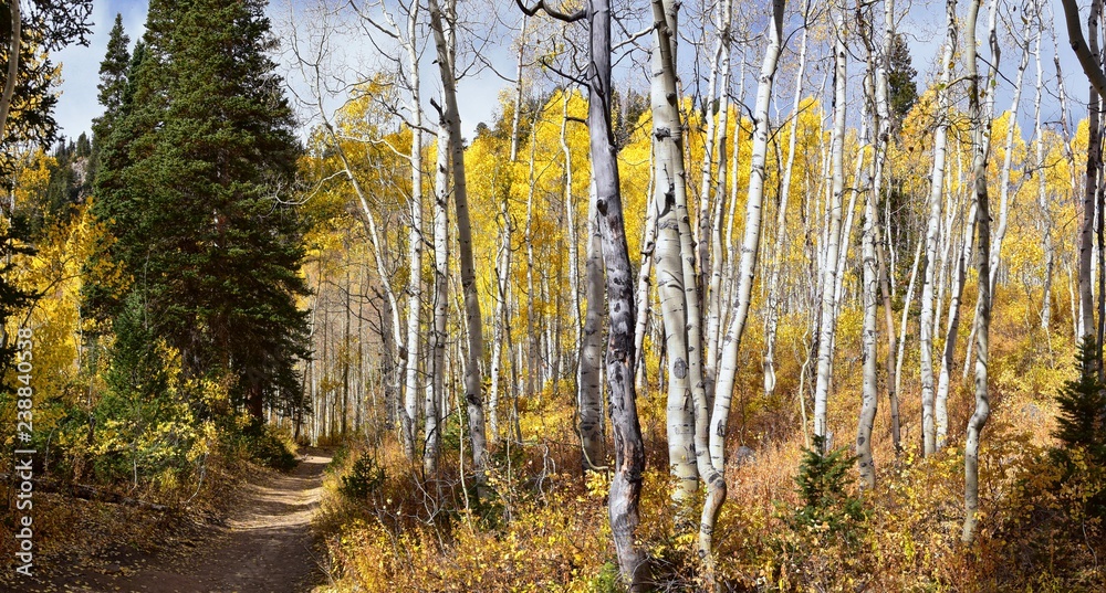 Fototapeta premium Silver Lake by Solitude and Brighton Ski resort in Big Cottonwood Canyon. Panoramic Views from the hiking and boardwalk trails of the surrounding mountains, aspen and pine trees in brilliant fall autu