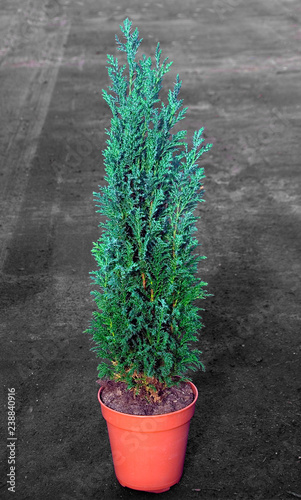 Chamaecyparis Lawsoniana Ellwoodii photo