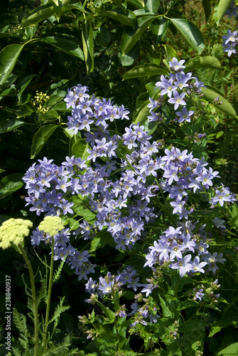 Campanula Lactiflora Prichards Variety
