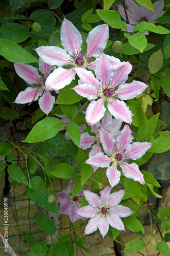 Clematis Nelly Moser photo