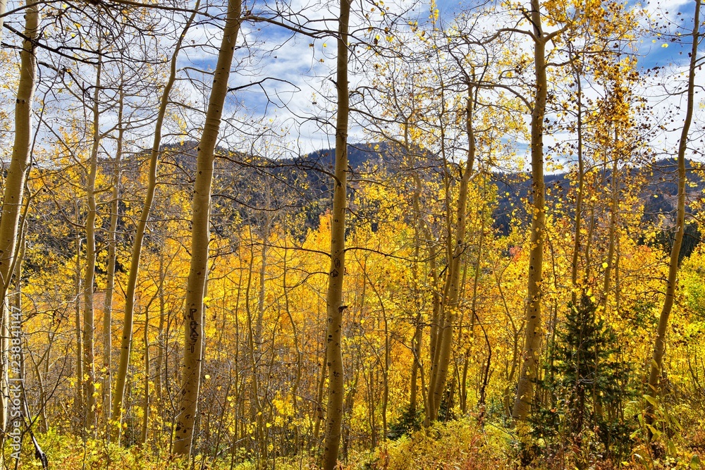 Silver Lake by Solitude and Brighton Ski resort in Big Cottonwood Canyon. Panoramic Views from the hiking and boardwalk trails of the surrounding mountains, aspen and pine trees in brilliant fall autu