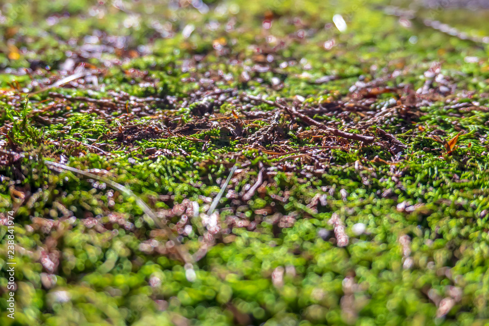 Green moss grown up cover the asphalt driveway Show with macro view. Green moss grown up cover the asphalt driveway Show with macro view.