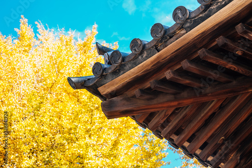 Traditional roof and autumn ginkgo tree in Tokyo, Japan photo