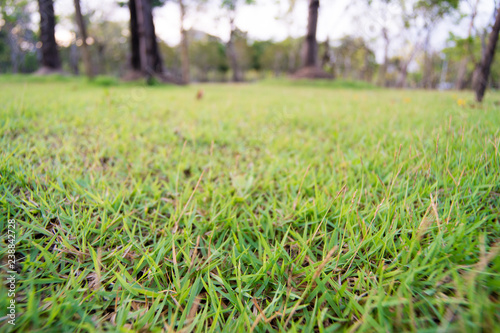 Green lawn surrounded by trees with blue sky.Beautiful landscaping in area Green field grass and forest.