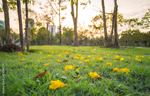 Yellow flowers Fall  on green grass