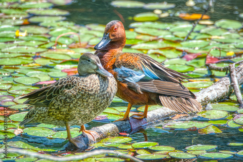 Cinnamon Teal (Spatula cyanoptera) drake and hen perched on a tree limb on the water.