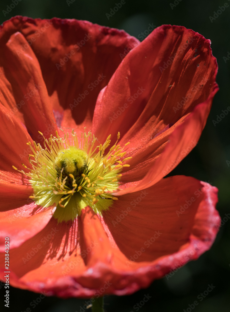 Spring Poppy 1 Spring Poppy 1