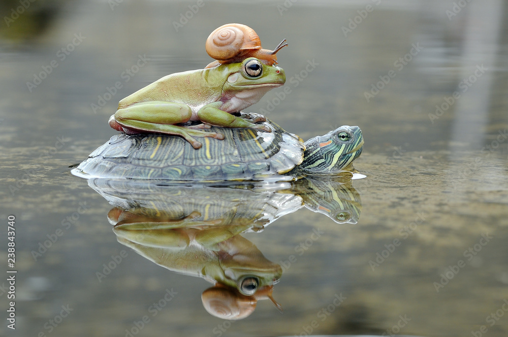 Naklejka premium Żaba z żółwiem i ślimakiem