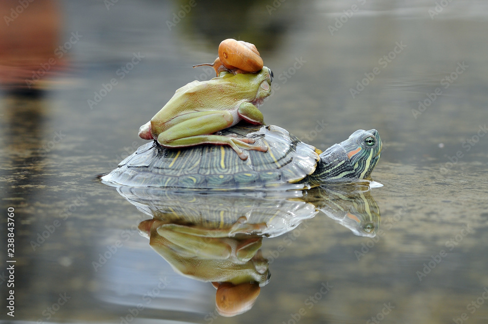 Obraz premium Frog with Turtle and Snail