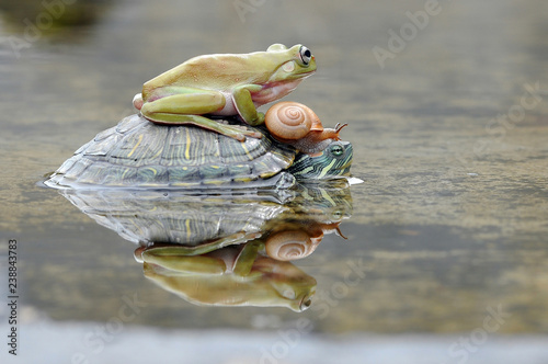 Frog with Turtle and Snail