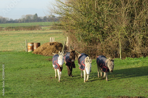 Tiny miniature donkeys in a winters field wearing a coat  © Wendy