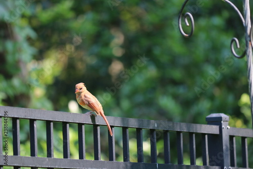 Young female northern cardinal songbird birds perched on black metal fence in backyard garden.