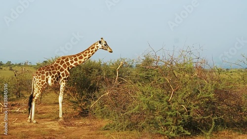 Beautiful pregnant giraffe at the Uganda savannah. Murchison Falls National Park photo