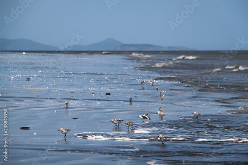Sand Pipers in the Surf