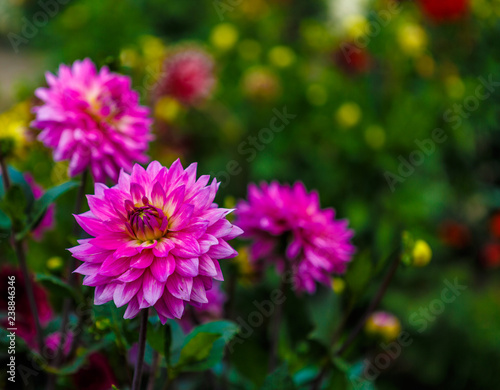 flowers in garden