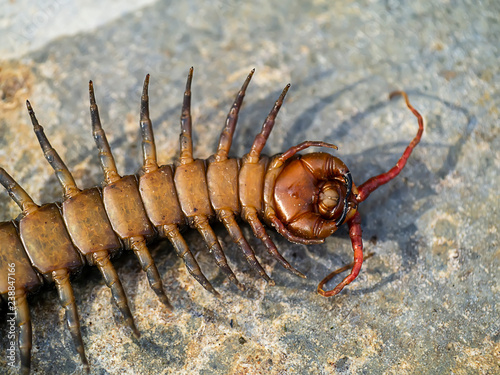 Close up of Centipedes on the ground. © noppharat
