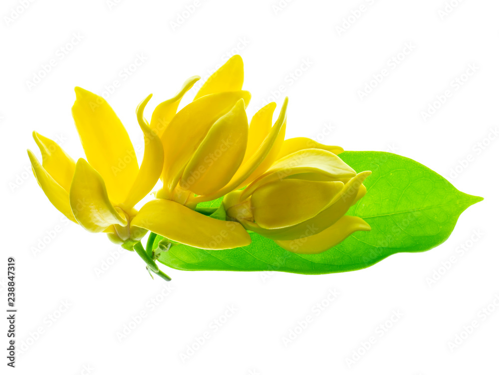 fragrant flowers of climbing ylang-ylang