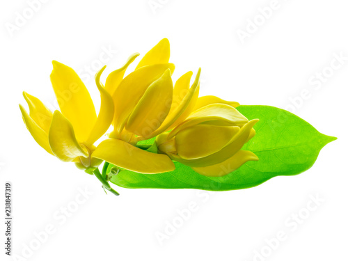 fragrant flowers of climbing ylang-ylang