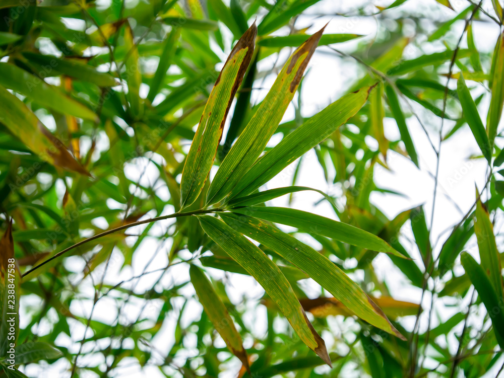 Obraz premium Green bamboo leaf with white background.
