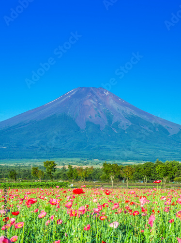 富士山とポピー畑